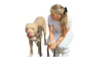 Manolya · Hundepsychologin & Ernährungsberaterin für Hunde